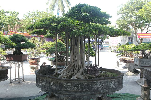 Chiêm ngưỡng “chùa Đồng” dưới bóng cây sanh tiền tỷ - 15