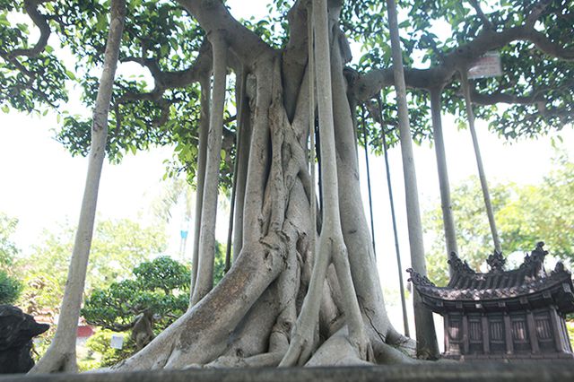 Chiêm ngưỡng “chùa Đồng” dưới bóng cây sanh tiền tỷ - 4