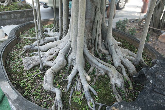 Chiêm ngưỡng “chùa Đồng” dưới bóng cây sanh tiền tỷ - 6