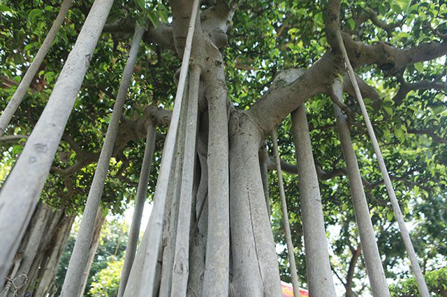 Chiêm ngưỡng “chùa Đồng” dưới bóng cây sanh tiền tỷ - 7
