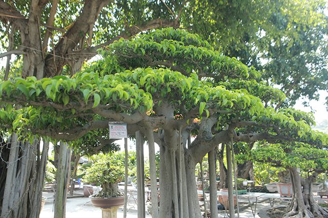 Chiêm ngưỡng “chùa Đồng” dưới bóng cây sanh tiền tỷ - 8