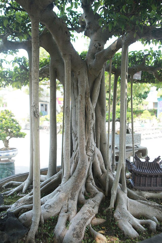 Chiêm ngưỡng “chùa Đồng” dưới bóng cây sanh tiền tỷ - 9