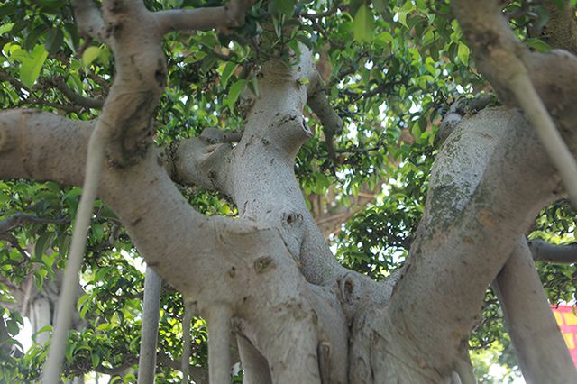 Chiêm ngưỡng “chùa Đồng” dưới bóng cây sanh tiền tỷ - 10