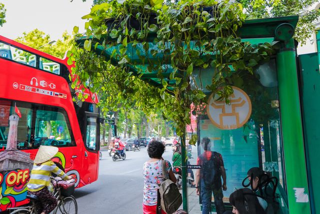 Người Hà Nội thích thú với những “khu vườn treo” ấn tượng trên nóc trạm chờ xe buýt - 3