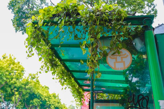 Người Hà Nội thích thú với những “khu vườn treo” ấn tượng trên nóc trạm chờ xe buýt - 7