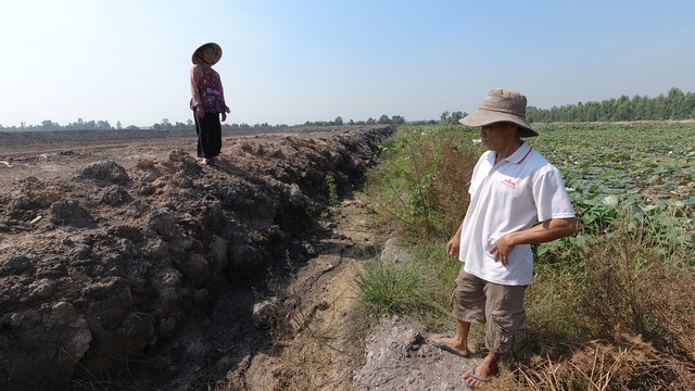 Ruộng lúa chết khô nghi do phèn từ hầm đất khai thác trái phép - 2