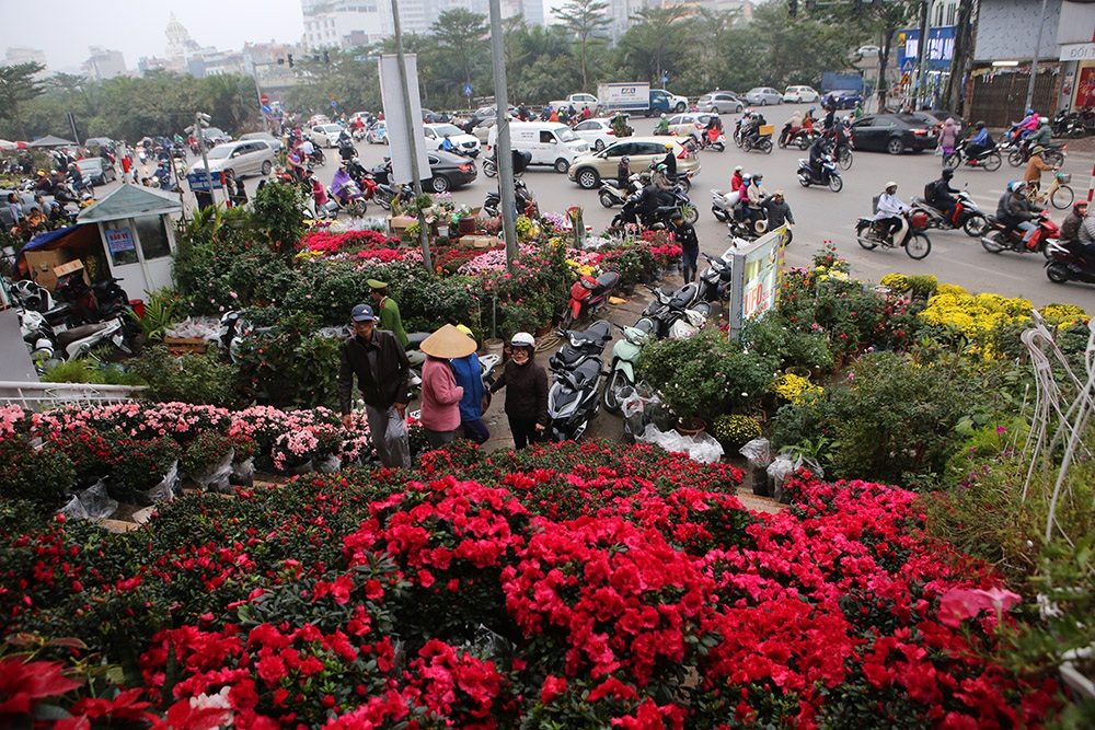 Sôi động chợ hoa Tết lớn nhất Hà Nội
