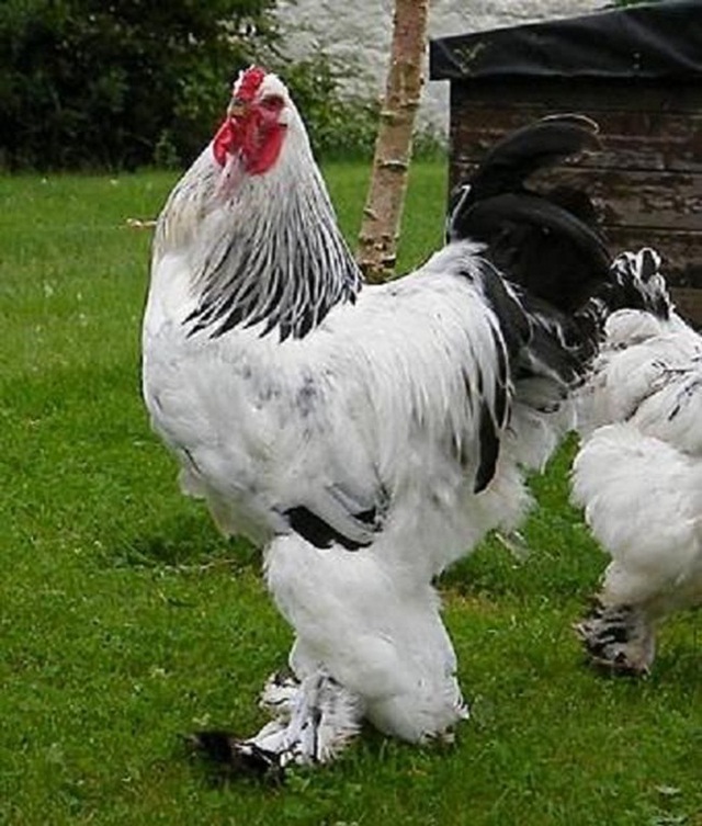 Giống gà có cái tên quý tộc, có thể to bằng đứa trẻ, giá lên tới 5 triệu đồng/con - 10