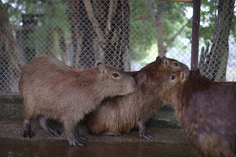 Hà Nội xuất hiện chuột khổng lồ nặng hơn 50 kg nuôi như nuôi lợn