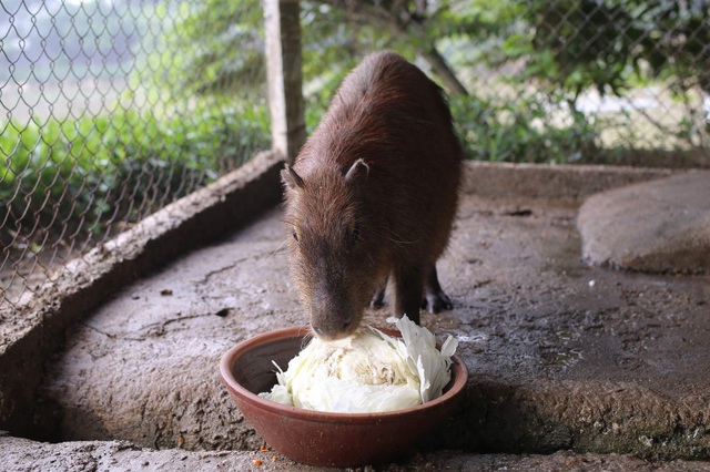 Hà Nội xuất hiện chuột khổng lồ nặng hơn 50 kg nuôi như nuôi lợn - 7