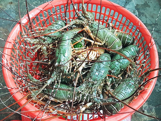 Sự thật về giá tôm hùm ở Phú Yên chỉ 200.000 đồng/kg - 2