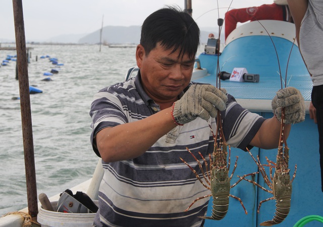 Sự thật về giá tôm hùm ở Phú Yên chỉ 200.000 đồng/kg - 4