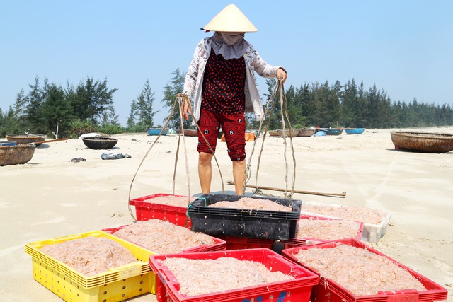 Ngư dân Quảng Nam trúng mùa ruốc biển - 6