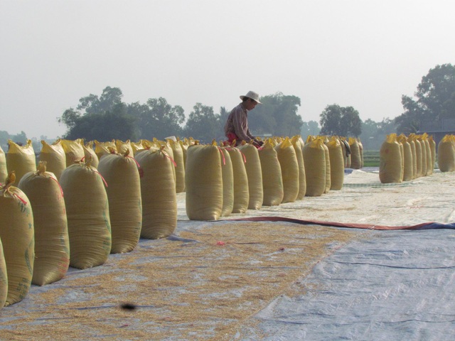 Vì sao Trung Quốc đột nhiên tăng mua gạo từ Việt Nam? - 2