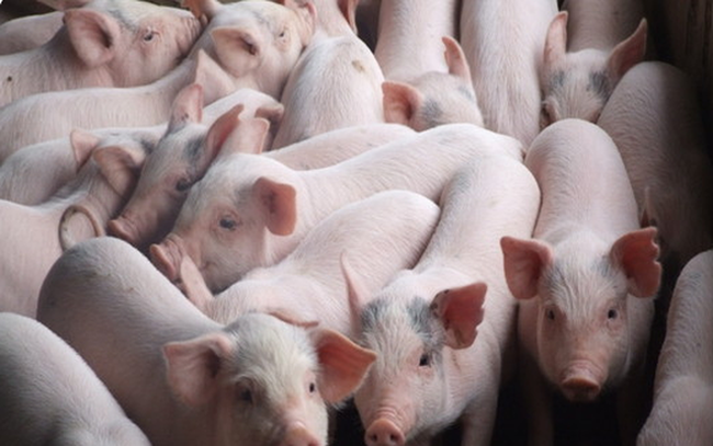 Người chăn nuôi lợn có thể tái đàn | VTV.VN