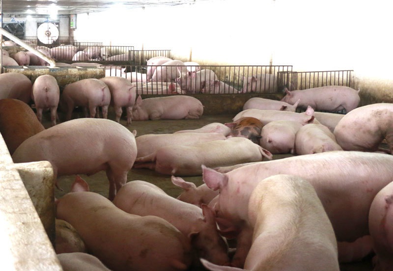 Tuyên bố giảm giá mà thịt lợn vẫn quá đắt, có 1 nhóm đang ăn lãi đậm