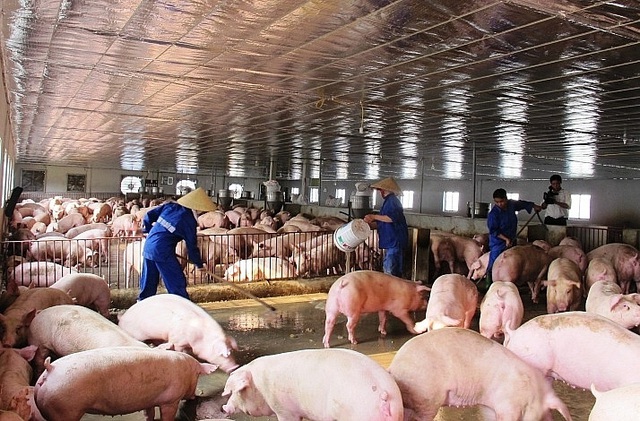 Bộ trưởng Nông nghiệp nói thật lý do giá thịt lợn vẫn quá đắt - 1