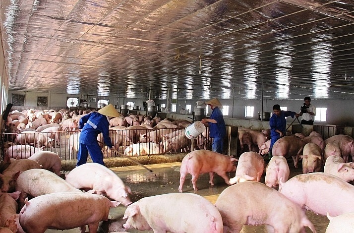 Bộ trưởng Nông nghiệp nói thật lý do giá thịt lợn vẫn quá đắt