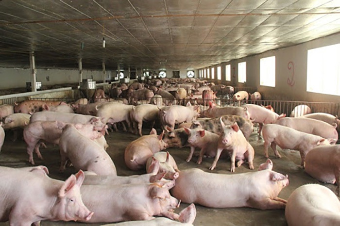 Hàng khan hiếm giảm nguồn về chợ, thịt lợn lại bật tăng mạnh