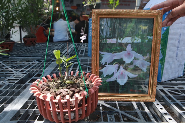 Choáng những giỏ hoa lan đột biến hiếm thấy ở Hà Nội, giá hàng trăm triệu - 16