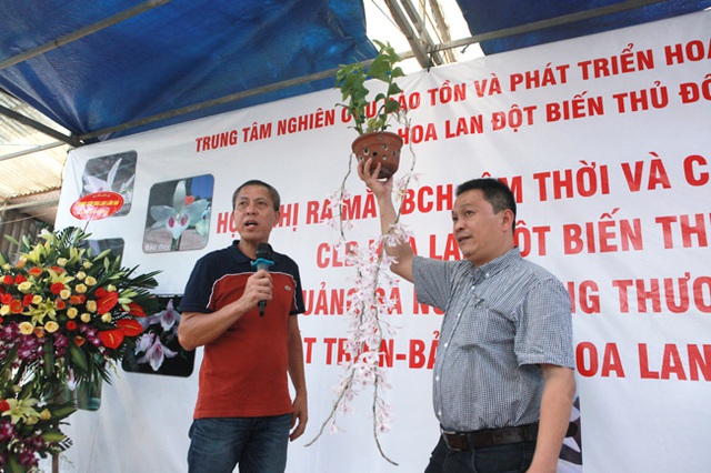 Choáng những giỏ hoa lan đột biến hiếm thấy ở Hà Nội, giá hàng trăm triệu - 5