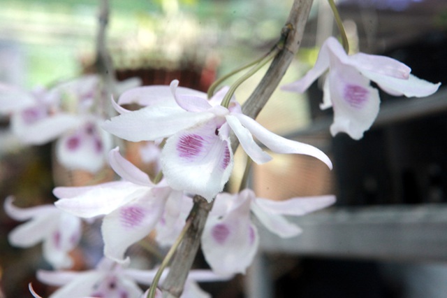 Choáng những giỏ hoa lan đột biến hiếm thấy ở Hà Nội, giá hàng trăm triệu - 6