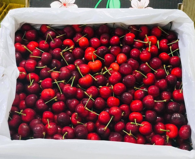 Hết thời giá rẻ, nhà giàu Việt ăn cherry Mỹ 1 triệu đồng/kg - 1