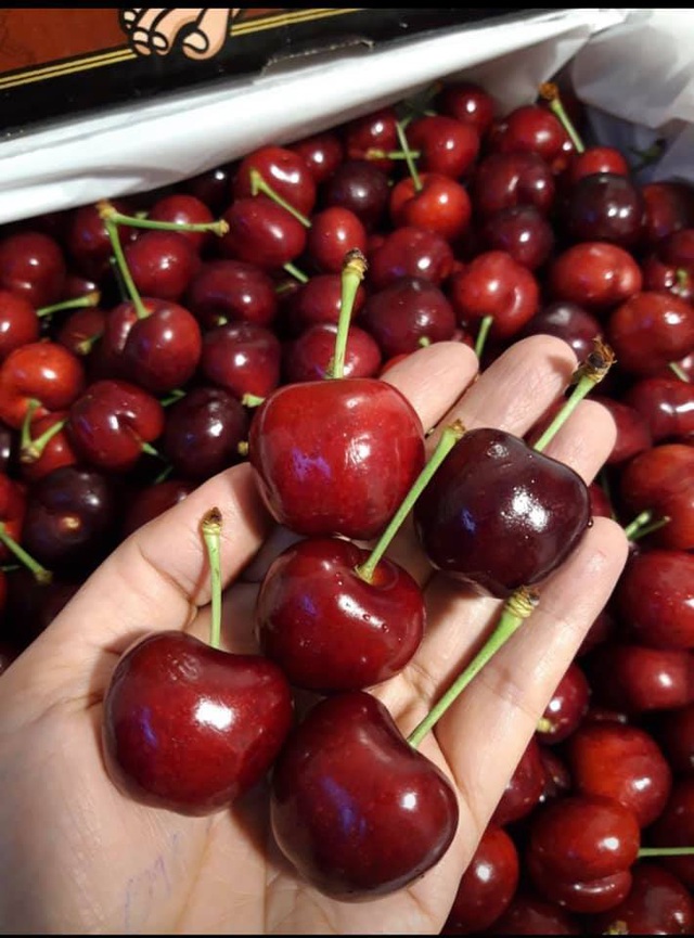 Hết thời giá rẻ, nhà giàu Việt ăn cherry Mỹ 1 triệu đồng/kg - 2