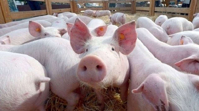 Giá thịt lợn bị thổi lên gần 300.000 đồng/kg, người dân sợ, tiểu thương khóc ròng - 2