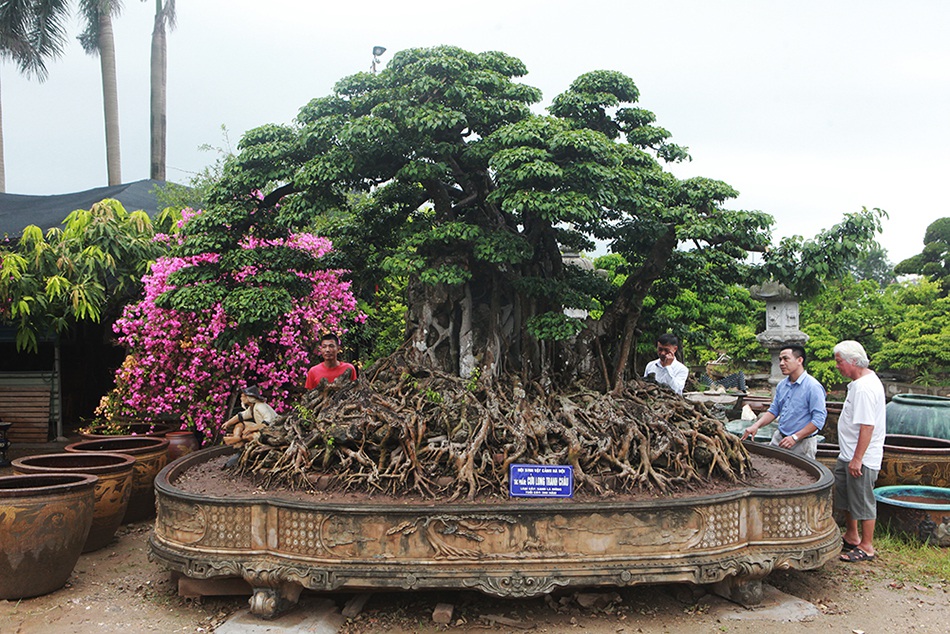 Choáng ngợp cây sanh lá móng cổ thụ giá chục tỷ ở Hà Nội