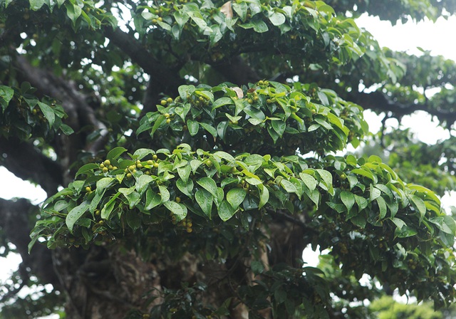 Choáng ngợp cây sanh lá móng cổ thụ giá chục tỷ ở Hà Nội - 10