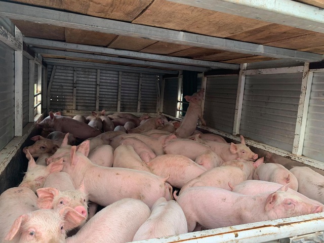 Bộ Nông nghiệp đồng ý nhập khẩu lợn sống do giá lợn tăng quá cao - 1