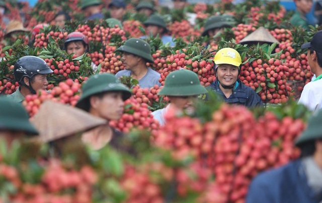 Hơn 300 người Trung Quốc được phép nhập cảnh vào Việt Nam mua vải thiều - 1