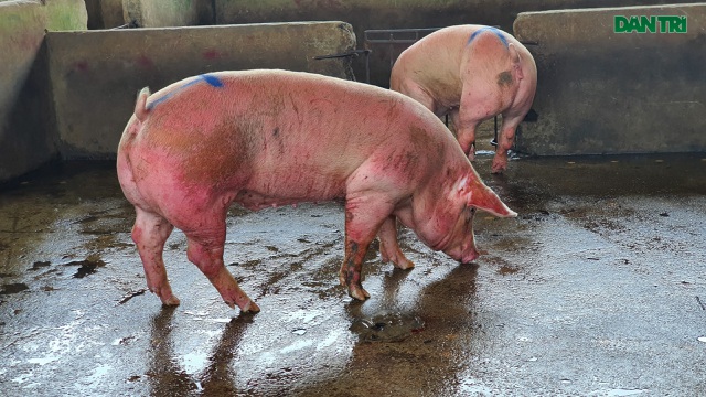Lợn sống từ Lào, Campuchia đổ về nhiều, lợn hơi trong nước liên tục mất giá - 1