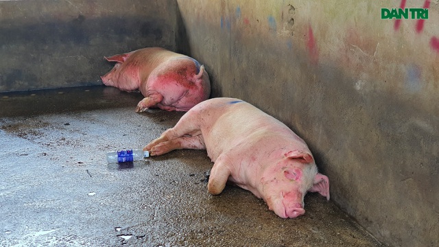 Lợn sống từ Lào, Campuchia đổ về nhiều, lợn hơi trong nước liên tục mất giá - 2