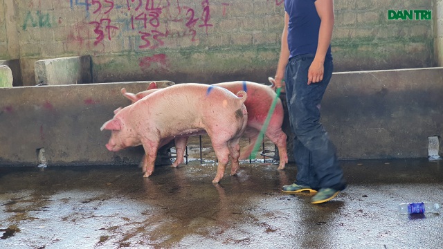 Lợn sống từ Lào, Campuchia đổ về nhiều, lợn hơi trong nước liên tục mất giá - 3