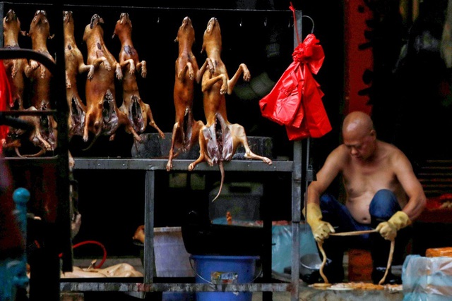 Lễ hội thịt chó lớn nhất Trung Quốc chuẩn bị “vào mùa” - 1