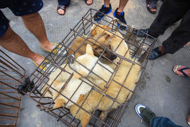Lễ hội thịt chó lớn nhất Trung Quốc chuẩn bị “vào mùa” - 2