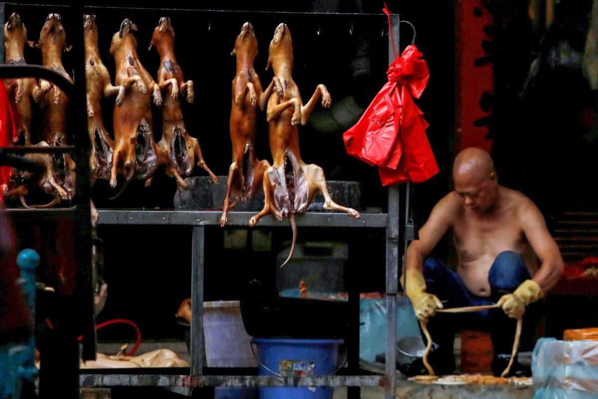 Lễ hội thịt chó lớn nhất Trung Quốc chuẩn bị “vào mùa”