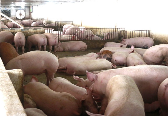 Nghịch lý, thịt lợn bình ổn giá ở siêu thị đồng loạt tăng mạnh - 1