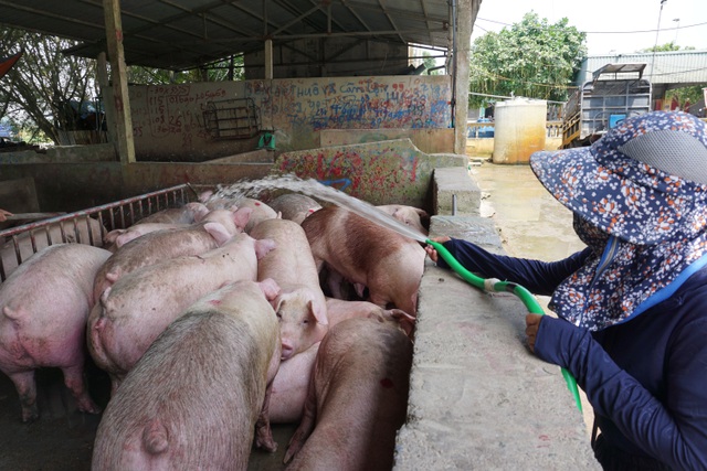 Nhập cả triệu con lợn sống, giá thịt lợn siêu thị vẫn tăng mạnh - 1