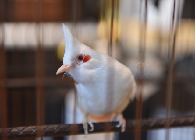 Mãn nhãn với bộ sưu tập chim quý hiếm, giá khủng của vua chim màu Việt - 2