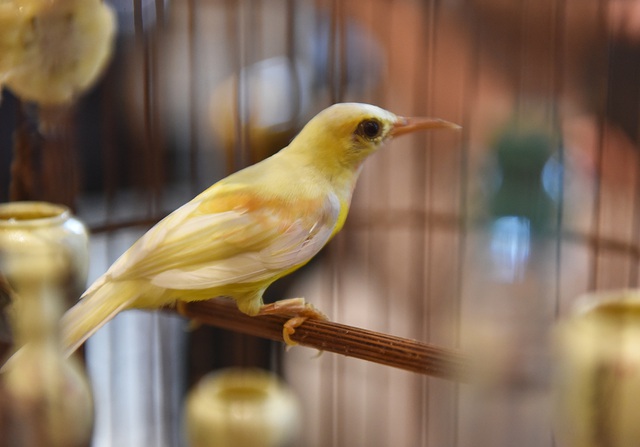 Mãn nhãn với bộ sưu tập chim quý hiếm, giá khủng của vua chim màu Việt - 15