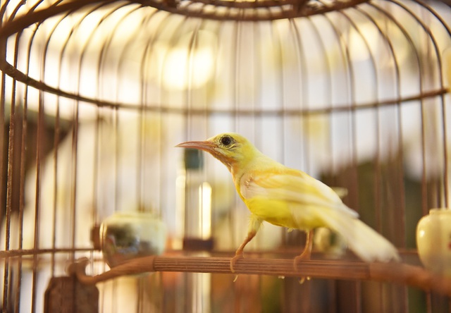 Chú chim 10 màu độc nhất Việt Nam, trả nửa tỷ đồng một con cũng không bán - 1