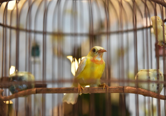 Chú chim 10 màu độc nhất Việt Nam, trả nửa tỷ đồng một con cũng không bán - 2