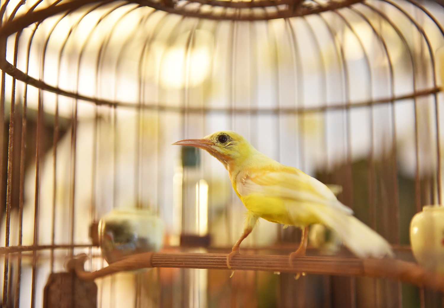 Chú chim 10 màu độc nhất Việt Nam, trả nửa tỷ đồng một con cũng không bán