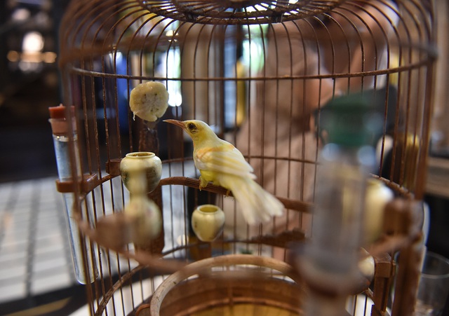 Chú chim 10 màu độc nhất Việt Nam, trả nửa tỷ đồng một con cũng không bán - 4
