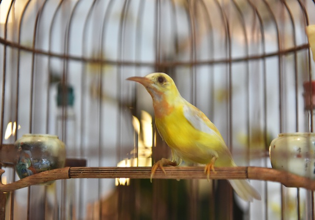 Chú chim 10 màu độc nhất Việt Nam, trả nửa tỷ đồng một con cũng không bán - 9