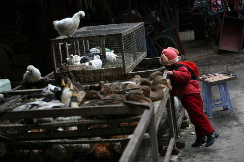 Dân Trung Quốc bất lực trước sự sụp đổ của thị trường thịt gia cầm sống
