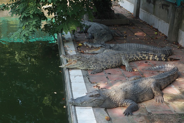 Trại cá sấu lớn nhất miền bắc lao đao vì Covid-19 - 1